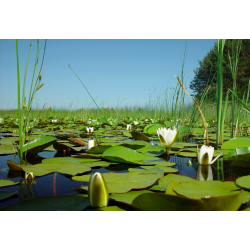 Punkt widokowy "Żabi Staw"