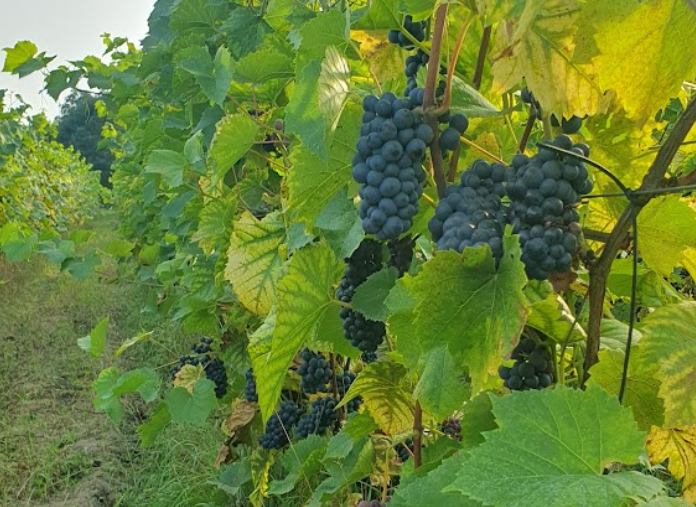 "Winnica Smolis" Jan Smolis