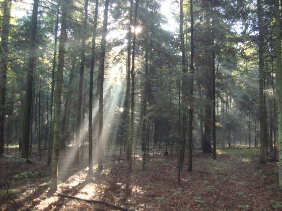 Rezerwat przyrody "Łuszczanowice"