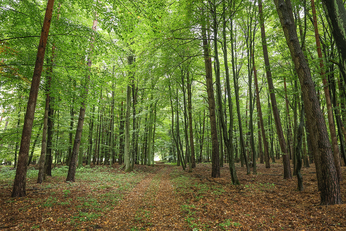 Dary chruszczyńskiego lasu
